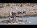 Botswana & Okavango Delta 4K - Scenic Wildlife Film With African Music