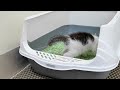 Kittens Learning to Use the Litter Box. So Adorable!