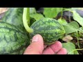 Breeding method eggplant tree with watermelon using Coca-Cola to promote the fastest fruiting