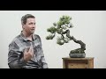 Bonsai Anatomy:  Learn the bonsai basics and answers to the question of what is a bonsai?