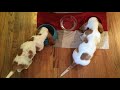 Basset Hound Puppies First Week Home