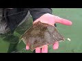 Spin fishing for flatfish with the Flatty Teaser Rig - Tutorial and tips