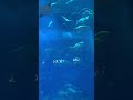 DUBAI AQUARIUM 🇦🇪