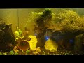 Quarantine fish tank feeding