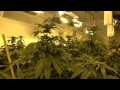 Intuitive Marijuana Growing, Episode 2