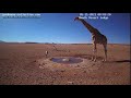 NamibiaCam: Giraffe visiting the waterhole 5 November 2021