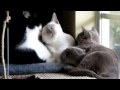 Lovefest - Adorable cat & kittens cleaning & cuddling