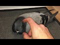 Pigeon DEMANDS cuddles NOW