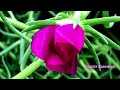 Unseen Blooming Beautiful Portulaca Moss Rose Flower Time-Lapse Photography #flute #RichScenic #sils