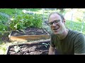 Growing Zucchini (Courgettes) from Sowing to Harvest
