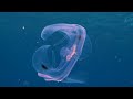 Aquarium 4K VIDEO (ULTRA HD) 🐠 Beautiful Coral Reef Fish - Peaceful Music & Colorful Marine Life #7