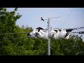 Purple Martin Movie of 2023