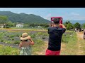 [4K] Hani Lavender Farm Walk - Korea's flower garden stroll | 강원도 고성 하늬라벤더팜에 만개한 라벤더와 꽃들과 걷는 여름 산책