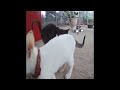 😻🤣 Try Not To Laugh Dogs And Cats 😂🐱 Best Funny Animal Videos #16