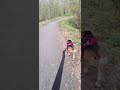 Biking with a Beagle