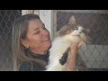 GUIA DE RAÇAS COMPLETO SOBRE O MAINE COON! | CANAL MAIS PET