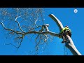 REMOVE A TREE TWICE AS FAST USING THIS - SHANE'S TREES