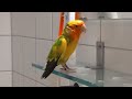 a sassy wet birb