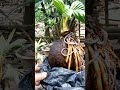 hasil program akar daun bonsai kelapa