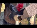 BAREFOOT TRIM: Trimming a Horse with a TOE CRACK - Farrier ASMR