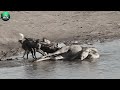 The 15 Strongest Wild Dogs Hunt Without Mercy | Animal World