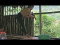 Build bamboo walls for the girl's new residence