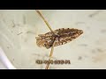 1 BackSwimmer VS 100 mosquito larvae . The results are amazing!
