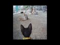 😅🐕 Funniest Cats and Dogs 😍😘 Funny Animal Videos 2024 #17