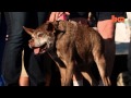 Looking Ruff: World's Ugliest Dog Contest