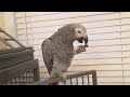 African grey eating banana