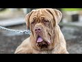 Before you buy a Dog - DOGUE DE BORDEAUX - 7 facts to consider!  DogCastTV!