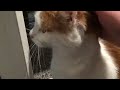 Petting my cat 😘😍