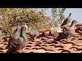 Lates video || Pigeons play on _Roof 🕊️🕊️🕊️