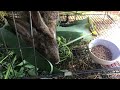 thỏ rất thích ăn dâu tầm