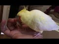 Cockatiel demands scrithches-Cockatiel quiere cariñitos