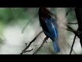 Birds by the lake side / Wetland birds / Water birds / Relaxing Nature videos