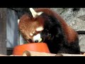 Red Panda at the Calgary Zoo's Reopening