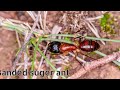 🤑दुनिया की 5 सबसे बड़ी चींटियां | Top 5 Largest Ants In The World |Top Most Largest Species of Ants🤑