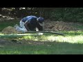 Drain Field Repair by 