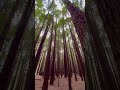 Have you ever been in the most beautiful forest with long trees and clean walking paths? #trees #wow