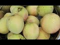 அமெரிக்காவில் உள்ள வீட்டுத்தோட்டம்|GARDEN IN USA  🇺🇸 🍑 🍑 🍑 🍑 🍆 🍆  🍆