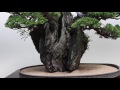 World Bonsai Convention