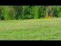 Field mowing with coyote hunting 02