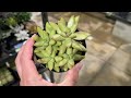 Late Night Plant Shopping | Finding a Rare Houseplant at Lowes! There was one left behind!
