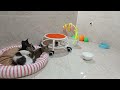 FUNNIEST CATS Antics That Will Make You LOL! 😹😆Pawsome Comedy Club