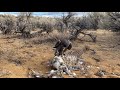 A Day Hawking Grouse With Steve Chindgren