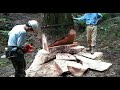 ①樹齢250年　吉野杉🌲中村林業(奈良県)/　A 250-year-old tree was cut down.Nakamura Forestry(Nara,Japan)