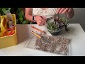 How To Create Simple Succulent Arrangements 🌿 DIY Mini Succulent Garden