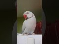 Parrot chatting with his owner 2/2 Loro hablando con su dueña
