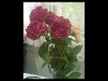 1147 Roses Romantic PAWE@UMT di Zety Roses 11 May 2024